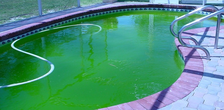 Зеленая воды в бассейне: что делать